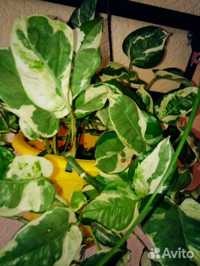 Эпипренум пестролистный