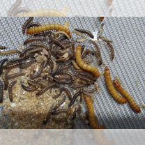 Личинки жука мини мучника, Донецк (Донецкая область)