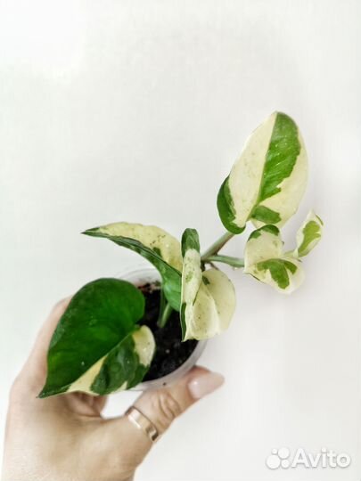 Ампельные растения