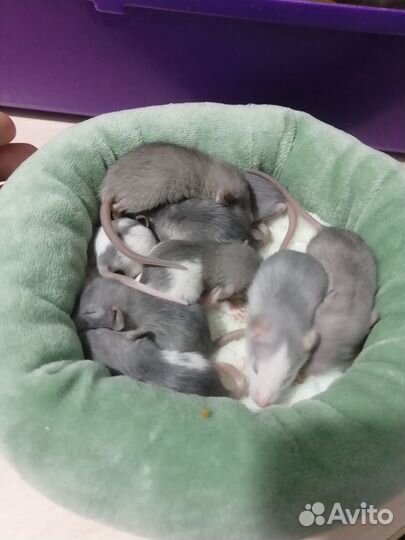 Крыса крысята дамбо