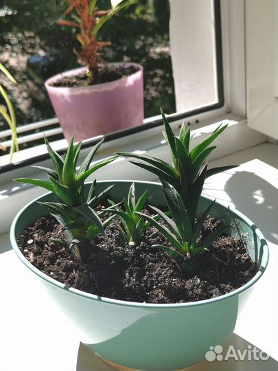 Суккулент хавортия