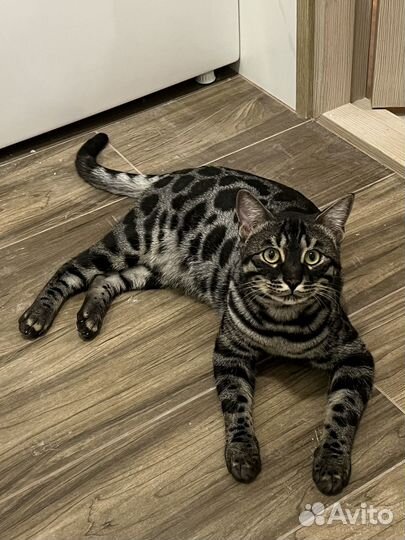 Бенгальский кот