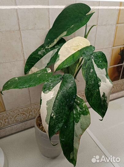 Сингониум Чиапенсе