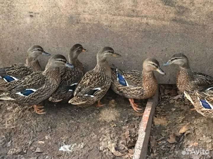 Утка кряква дикая