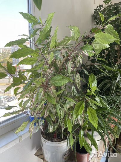 Китайская роза Гибискус