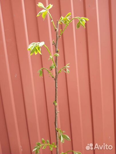 Хурма Россиянка саженцы