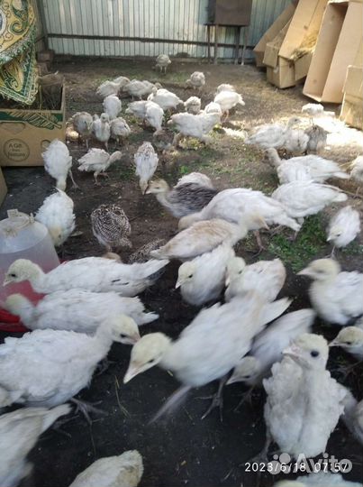 Индюшата домашние