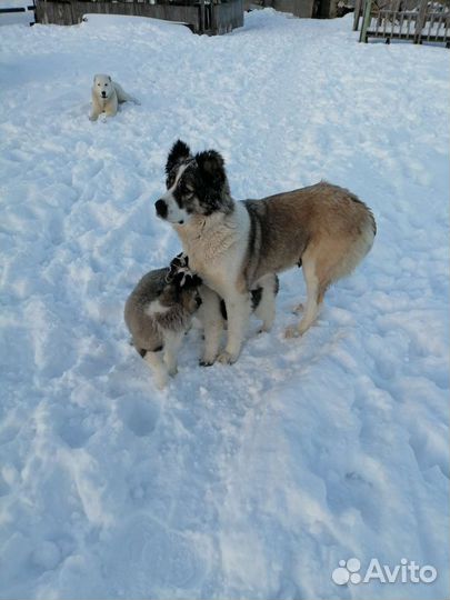 Собака Алабай щенки, две девочки