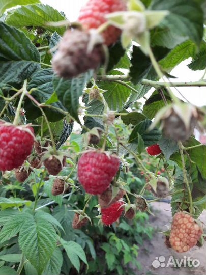 Саженцы ремонтантной малины