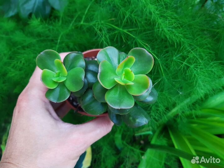 Суккуленты 4