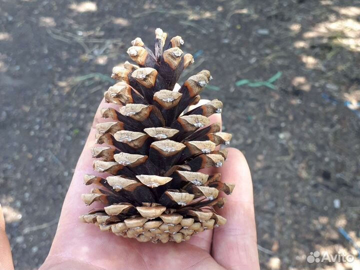 Шишки сосновые для декора много