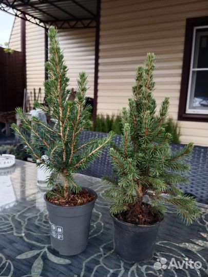 Ель канадская коника