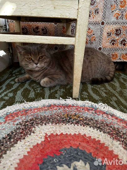 Кошка в добрые руки