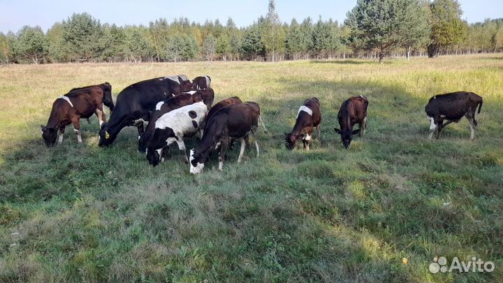 Быки,телки,телята