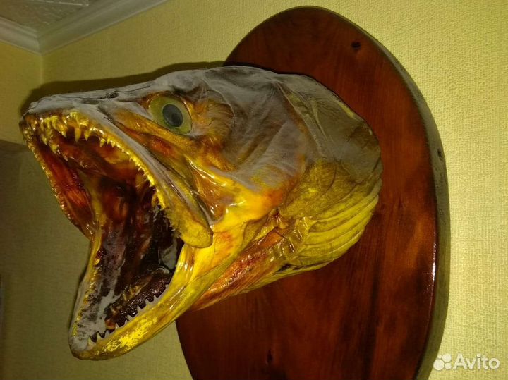 Чучело головы рыбы