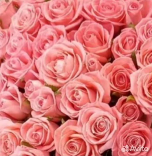 Свежая живая роза 25 шт Тольятти Доставка