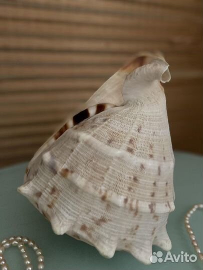 Морские ракушки раковины