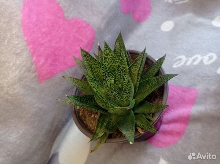 Суккуленты