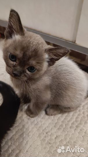 Бурманский котенок
