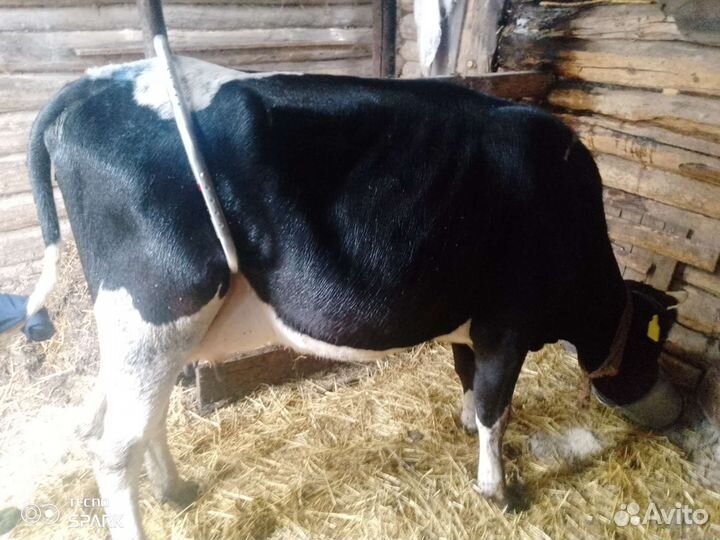Быки на мясо, корова