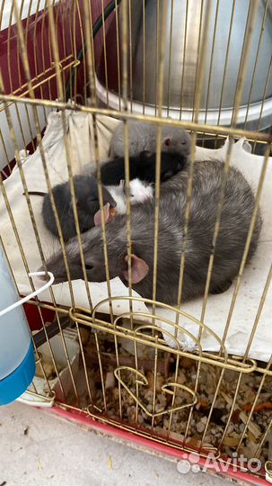 Крыса дамбо