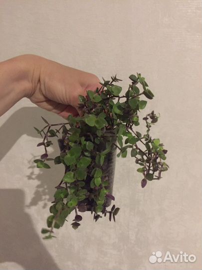 Каллизия жёлтая