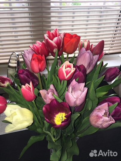 Луковицы тюльпанов детки на вес