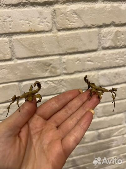 Австралийский палочник