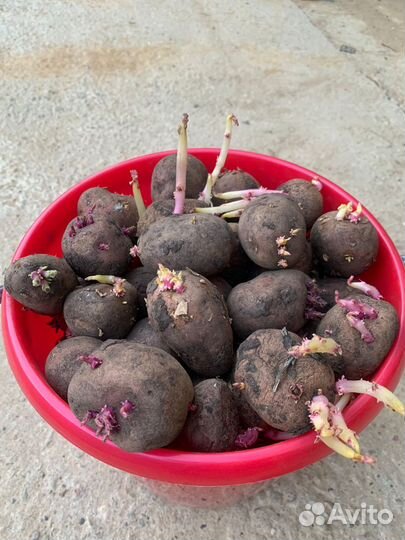 Семенной картофель