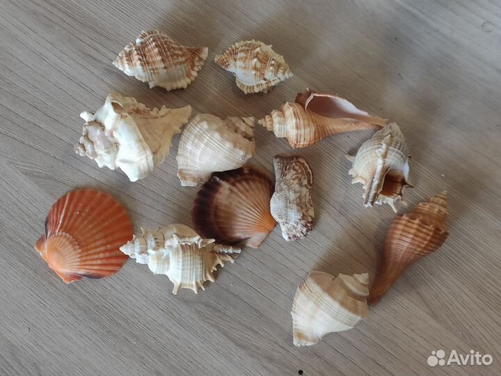 Ракушки для поделок