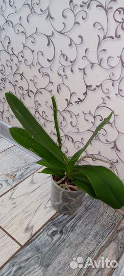 Орхидеи отцветашки