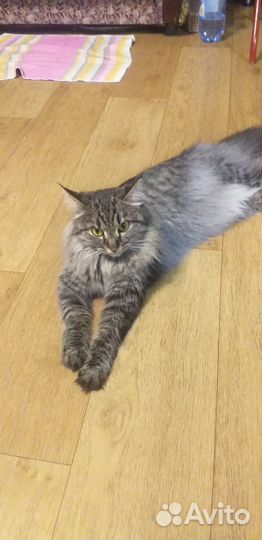 Отдам в хорошие руки