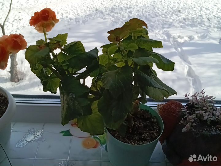 Бегония
