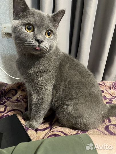 Отдам кота в добрые руки