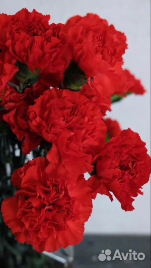Гвоздика красная