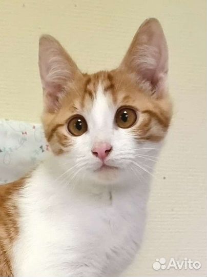 Котенок 2,5 мес привит, горшок на 5+