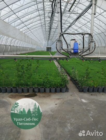 Зкс Сосна сеянцы Ели Лиственницы окс Голуб Горная