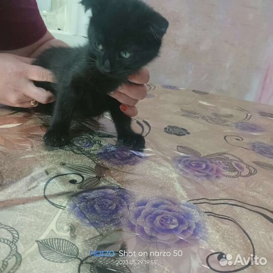 Кошки бесплатно