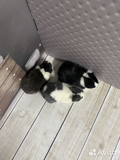 Мини крольчата панда