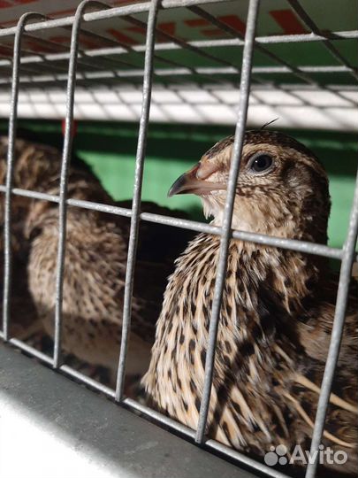 Перепела,яйцо