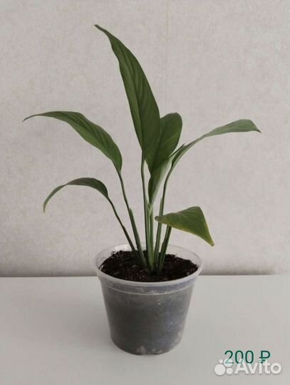 Комнатные растения Спатифиллум