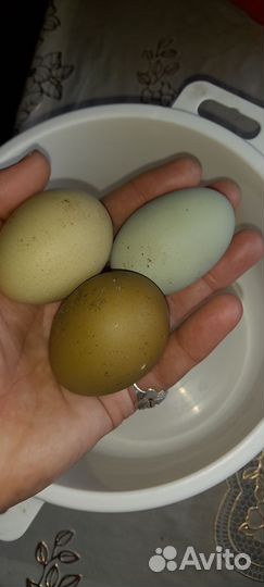 Яйца куринные домашние