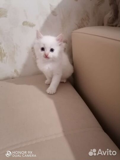 Невские маскарадные котята