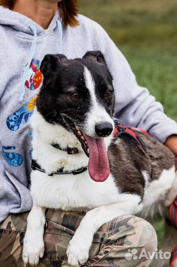 Ласковая чёрно-белая собака из приюта ищет дом