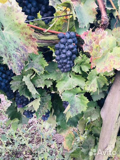 Виноград технический