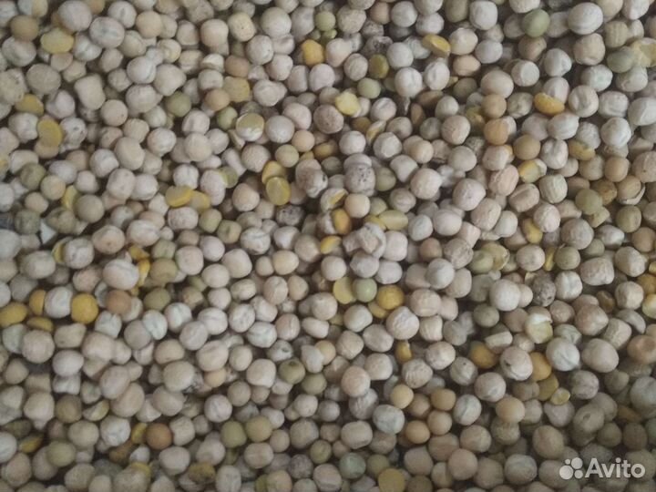 Кукуруза,горох кормовой,семечки,сечка гречневая