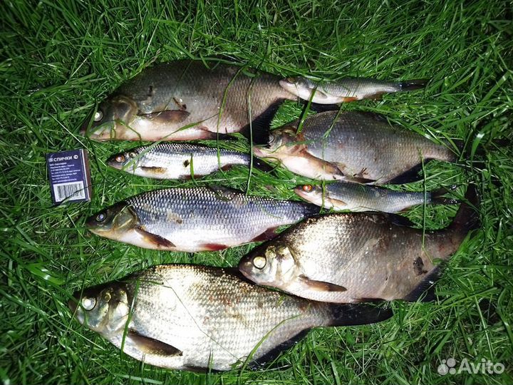 Рыбалка, грибные туры на озере Шотозеро и реке Шуе