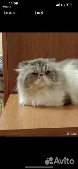 Персидская гималайская кошечка