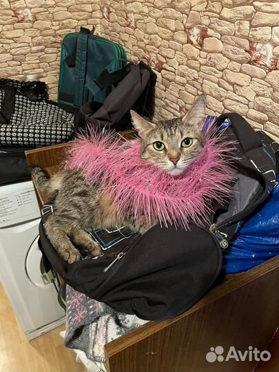 Отдам кошку в хорошие руки