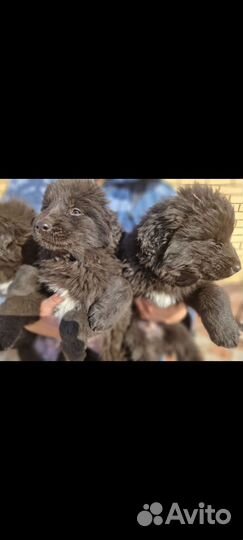 Продам щенков